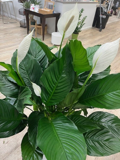 Peace Lily