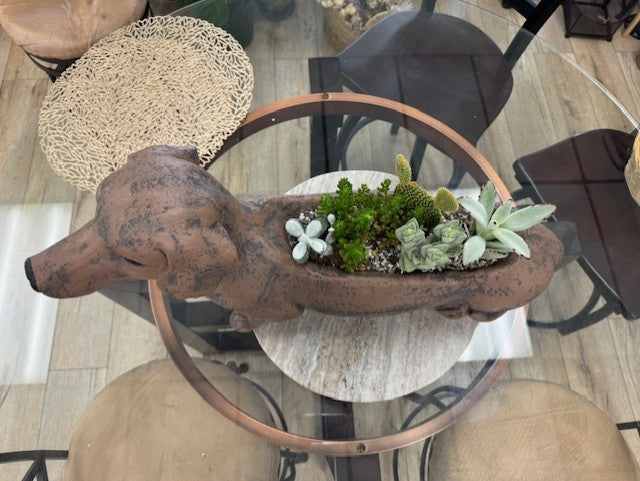 Dog Meets Plant