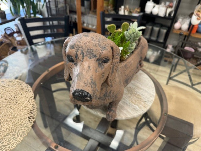 Dog Meets Plant