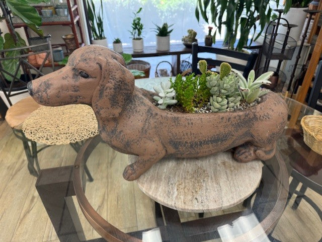 Dog Meets Plant