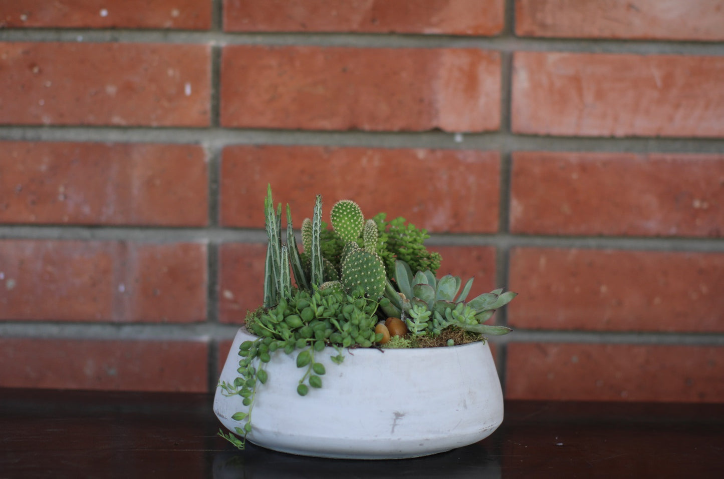 Succulent Bowl 10.5