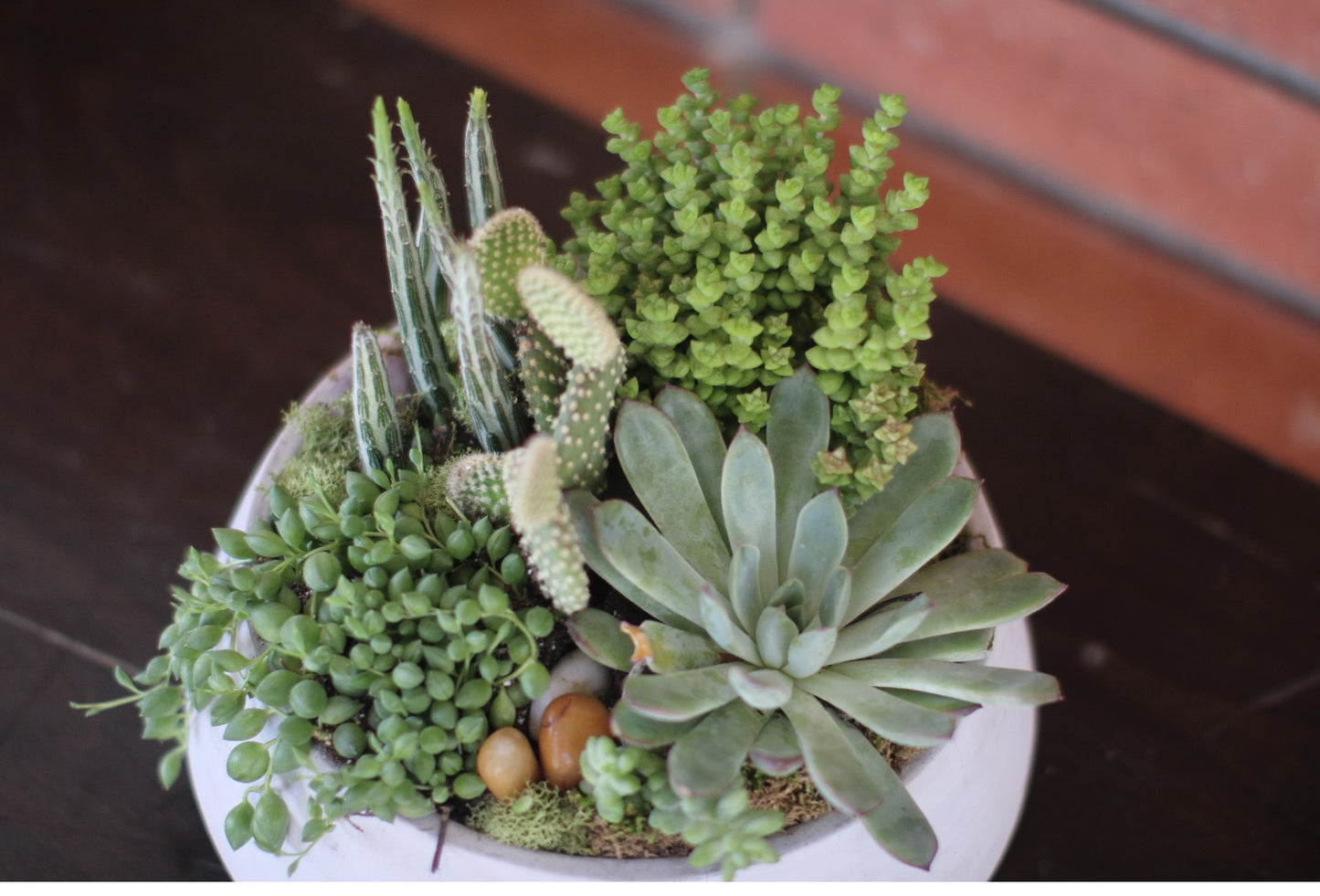 Succulent Bowl 10.5