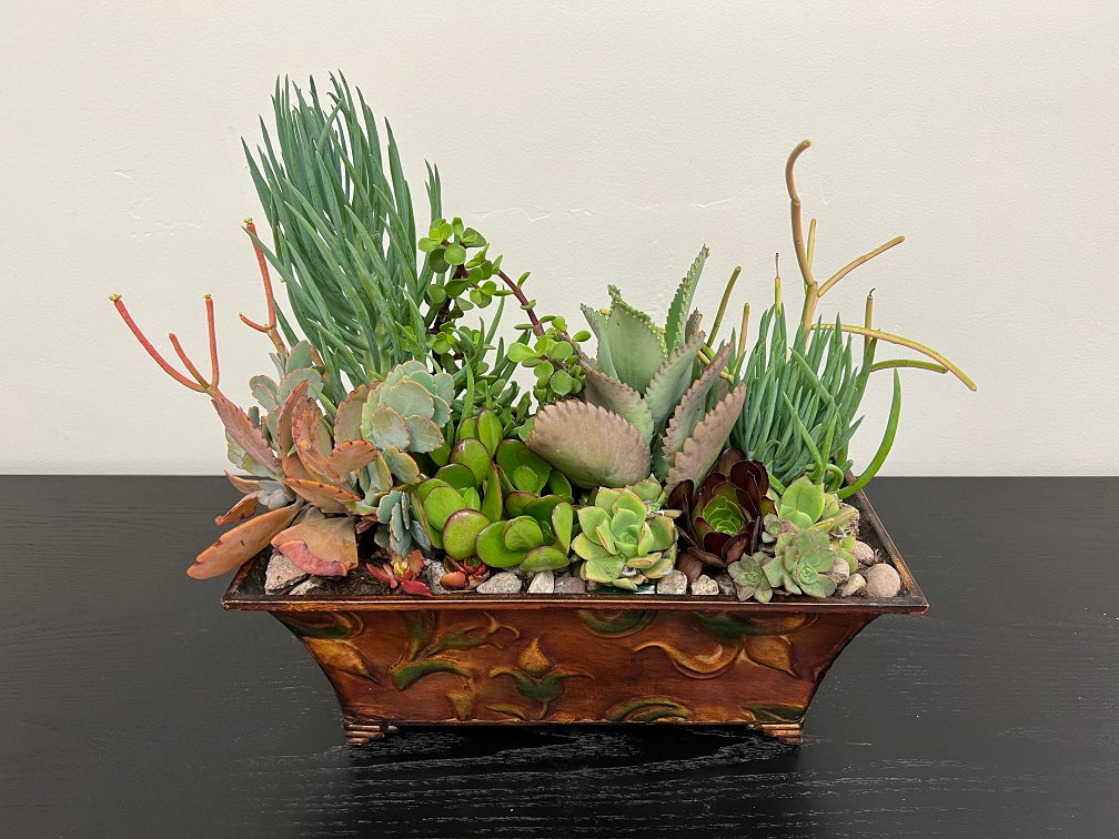 Succulent Box
