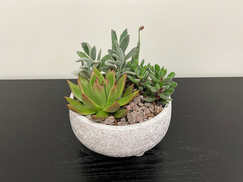 Succulent Bowl