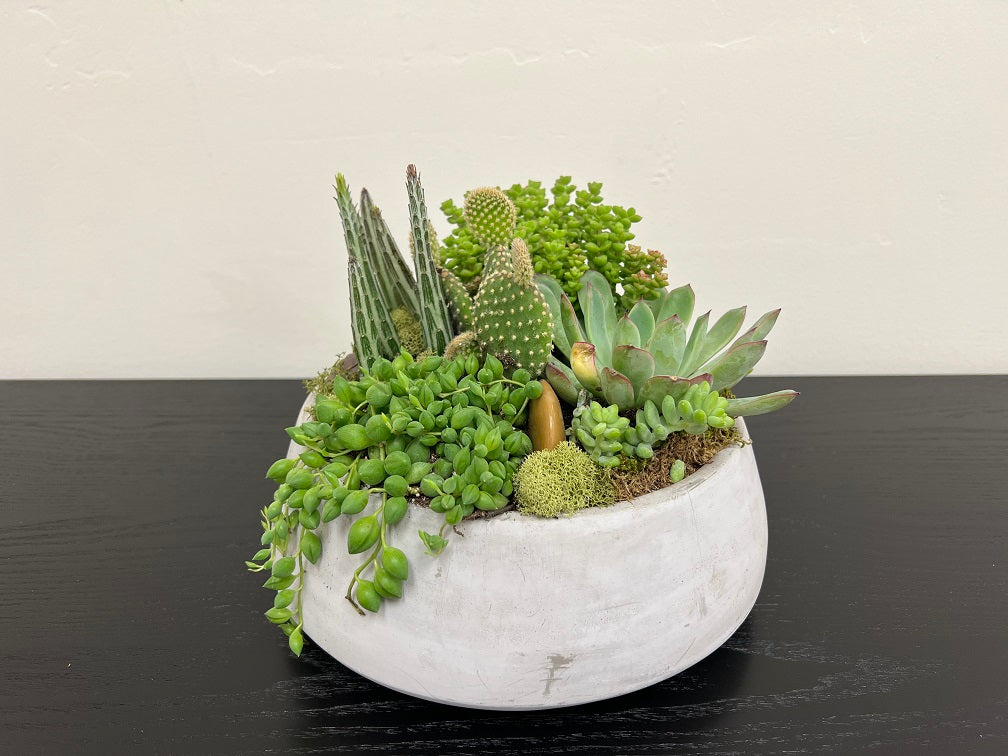 Succulent Bowl 10.5