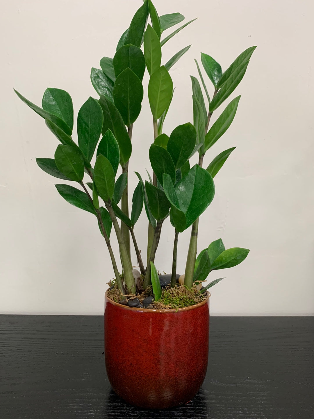 ZZ Plant
