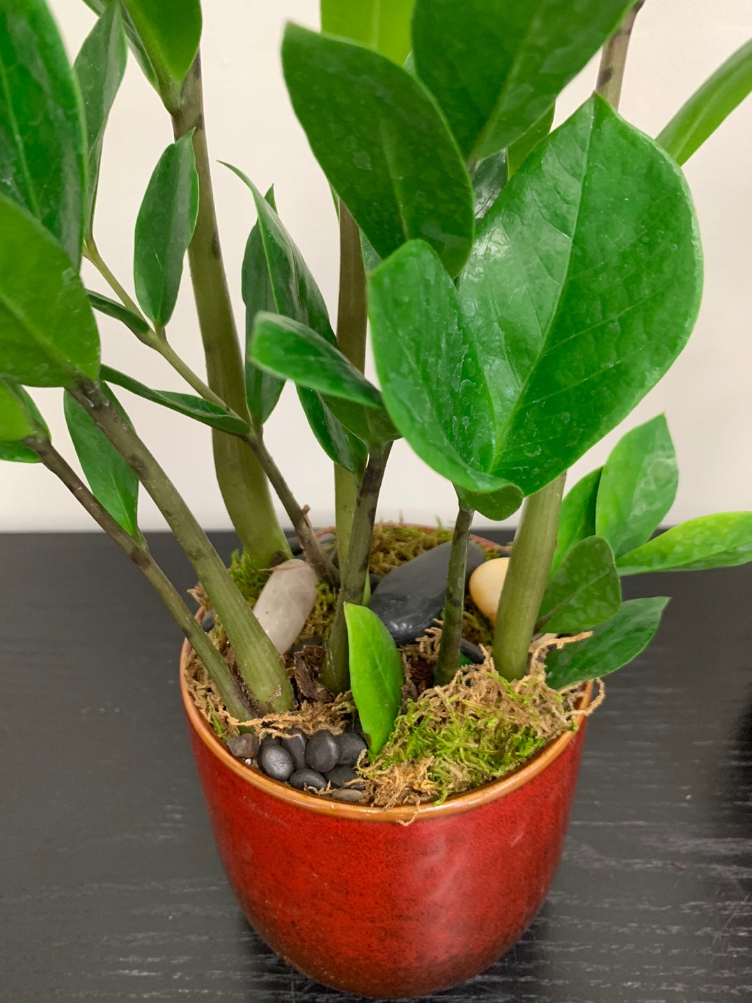 ZZ Plant