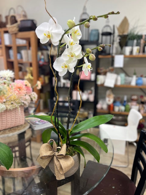 White Double Orchid