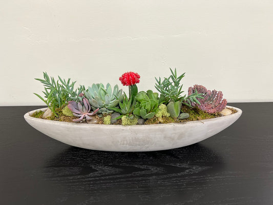 Succulent Ark