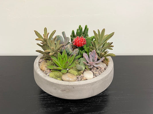 Succulent Bowl 13 a