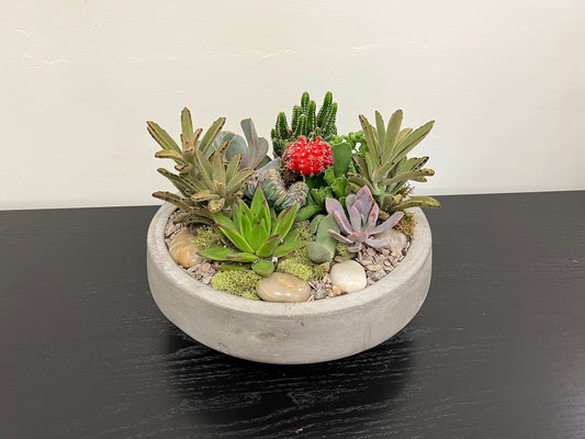 Succulent Bowl 13 a