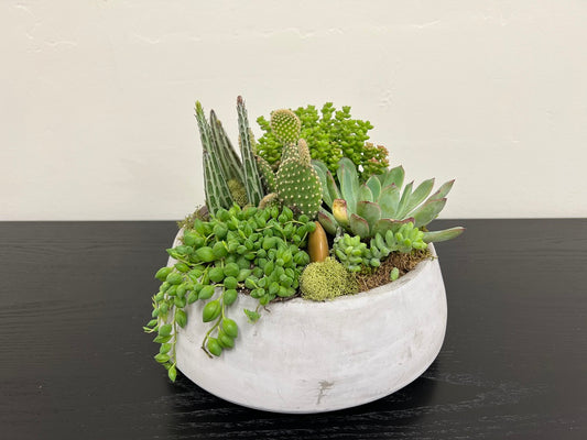 Succulent Bowl 10.5