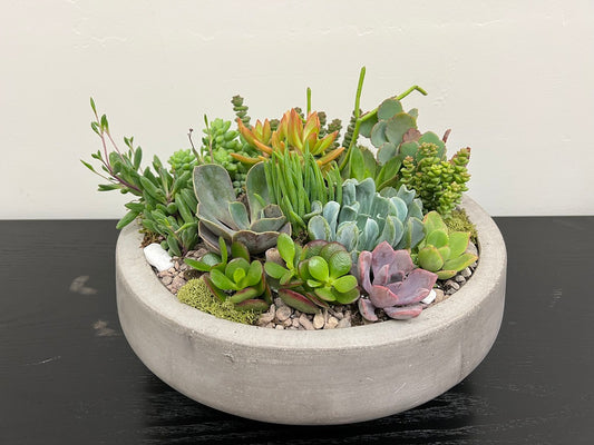 Succulent Mix Bowl 13 a
