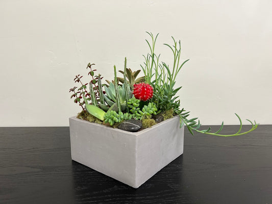 Succulent Square