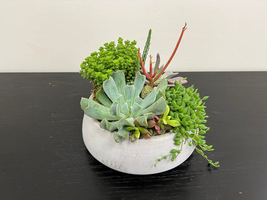 Succulent Bowl 8.5