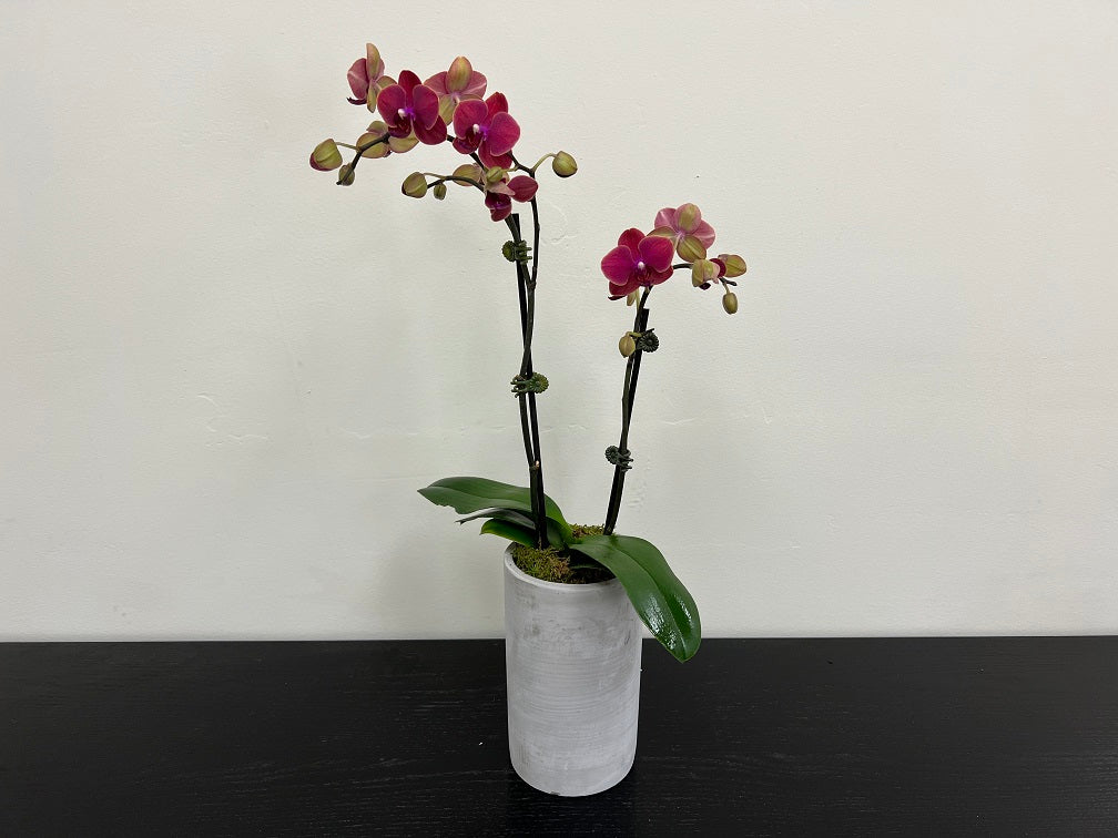 Orchid vol. 2