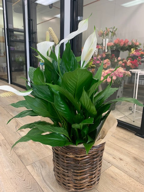 Peace Lilly