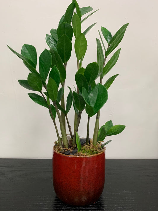 ZZ Plant